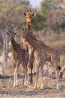 Три жирафи сітчасті — стокове фото