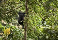 Mountain gorilla juvenile — Stock Photo