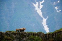 Osos pardos, Parque Nacional Katmai - foto de stock