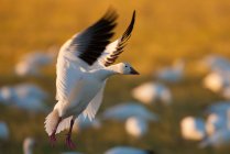 Snow goose landing — Stock Photo