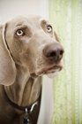 Веймаранерская собака в душевой — стоковое фото