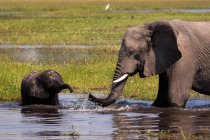 Elefantes africanos bebem água na lagoa — Fotografia de Stock