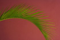 Foglia di palma contro un rosso — Foto stock