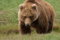 Urso castanho, Parque Nacional de Katmai — Fotografia de Stock