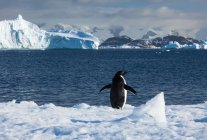 Пінгвін Аделі в дикій природі — стокове фото