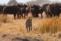 León africano y búfalos en pastizales - foto de stock