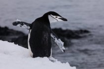 Chinstrap pingüino en la naturaleza - foto de stock