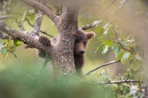 Cachorro oso marrón trepando un árbol - foto de stock
