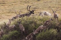 Karibus, arktisches Nationalschutzgebiet für Wildtiere — Stockfoto