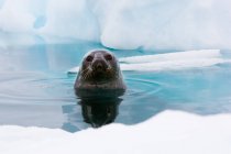 Уэдделл тюлень смотрит вверх из воды — стоковое фото