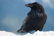 Corvo con neve sul becco — Foto stock