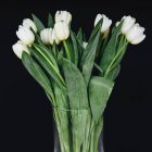 Tulipanes blancos en un jarrón - foto de stock