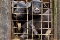 Животные свиньи, Юаньян — стоковое фото
