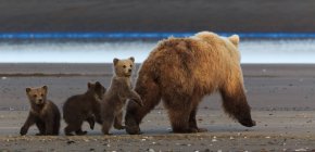 Porca de urso marrom e filhotes — Fotografia de Stock