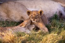 Leone africano cuccioli — Foto stock