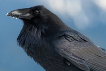 Raven with snow on beak — Stock Photo