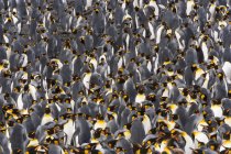 King Penguins - colonia di uccelli — Foto stock