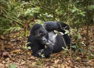 Mountain gorilla, Volcanoes National Park — Stock Photo