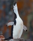 Chinstrap penguin stretching flippers — Stock Photo