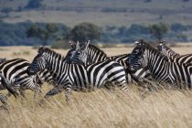Le zebre di Grant corrono — Foto stock