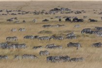 Зебры Гранта и гну — стоковое фото