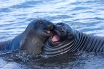 Южный слон-тюлень — стоковое фото