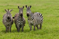 Zebras das planícies, Área de Conservação de Ngorongoro — Fotografia de Stock
