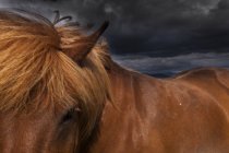 Islandpferd mit dicker brauner Mähne. — Stockfoto