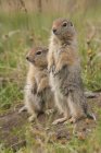 Écureuils terrestres arctiques — Photo de stock