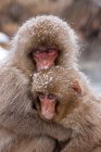 Macaques japonais, île de Honshu — Photo de stock