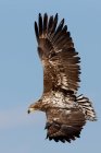 Common buzzard in flight — Stock Photo
