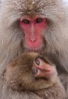 Japanese macaques, Honshu Island — Stock Photo