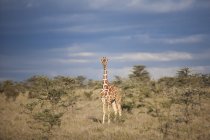 Girafa reticulada, Quénia — Fotografia de Stock