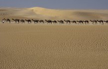 Поезд на верблюдах в пустыне — стоковое фото