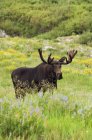 Adult moose. Alces alces — Stock Photo