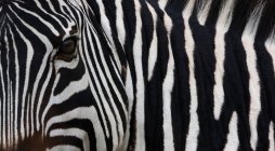Imagem de perto de Zebra — Fotografia de Stock
