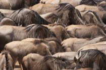 Herd of Wildebeests in savanna — Stock Photo