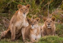 Leões africanos em fila no chão — Fotografia de Stock
