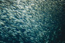 Pacífico Sardinhas peixe em um cardume — Fotografia de Stock