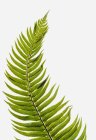 Western sword fern — Stock Photo