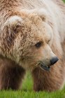 Brown bear, Katmai National Park — Stock Photo