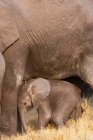 Африканский слон и теленок — стоковое фото