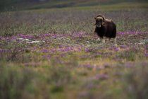 Boeuf musqué, Réserve nationale de faune de l'Arctique — Photo de stock