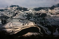 Террасные рисовые поля — стоковое фото