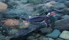 Pingüino Gentoo nadando en el mar - foto de stock