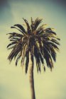Palmier dattier — Photo de stock