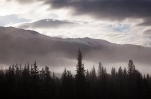 Туманний умов над ландшафту та ліс — стокове фото