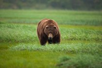 Urso castanho, Parque Nacional de Katmai — Fotografia de Stock