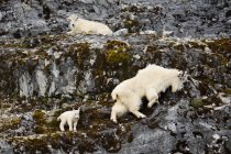 Mountain goats, Alaska — Stock Photo