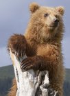 Urso castanho, Alasca, EUA — Fotografia de Stock